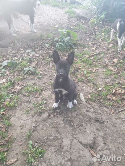 Щенки лайки