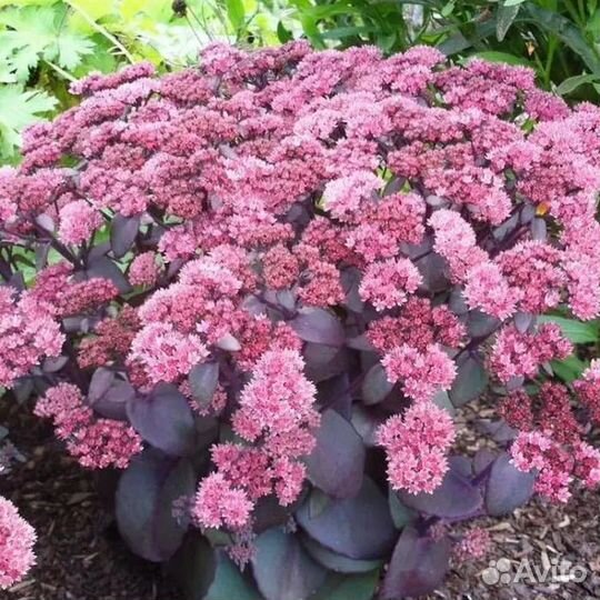 Очитки,цветы для сада