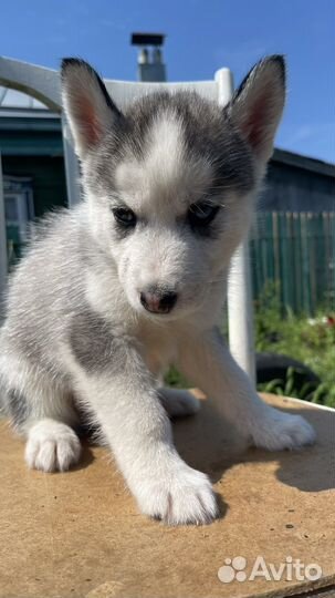 Щенки сибирской хаски