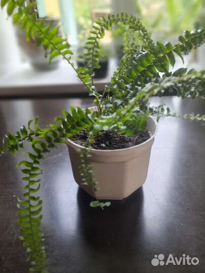 Папоротник комнатный