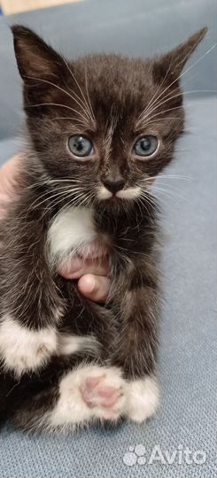Котята метисы