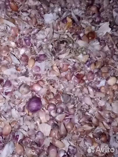 Чеснок бульбочки