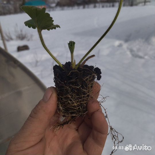 Саженцы ранних сортов земляники