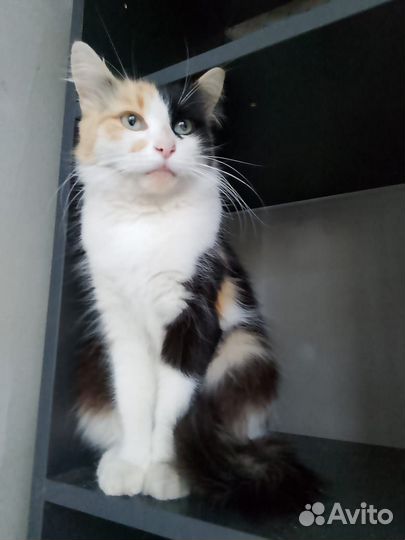 Отдам в добрые руки