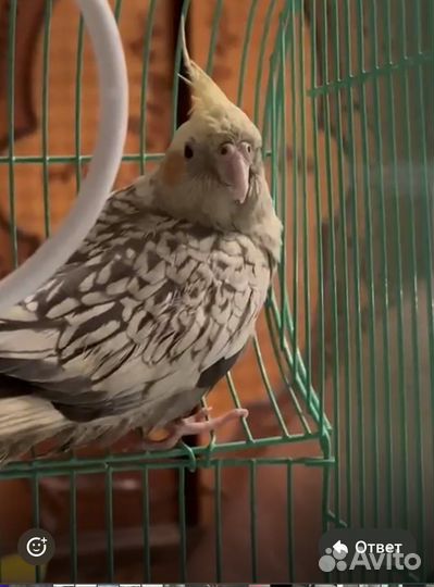 Попугай корелла с клеткой