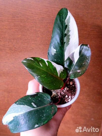 Филодендрон Рэд Андерсон