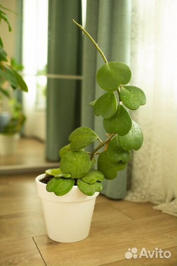 Хойи разные