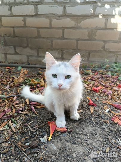 Отдам в добрые руки