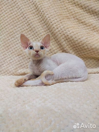 Котята девон-рекс