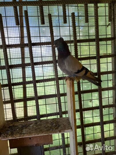 Голуби акбаши,Ленинаканцы пара