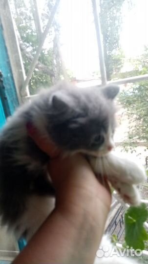 Котята в добрые руки бесплатно мальчик, девочка