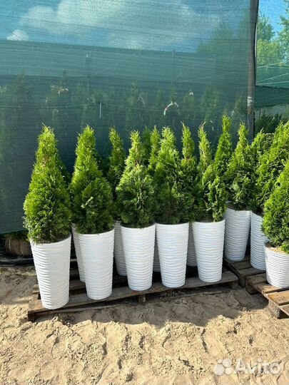 Туя Смарагд