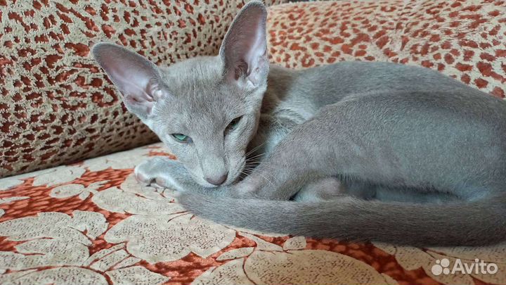 Ориентальные котята