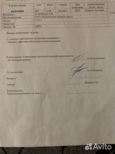 Жеребец орловский рысак Кабыла русская рысистый