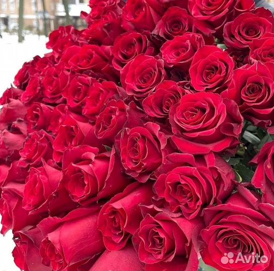 Розы гиганты 140 150 160 170 180 200