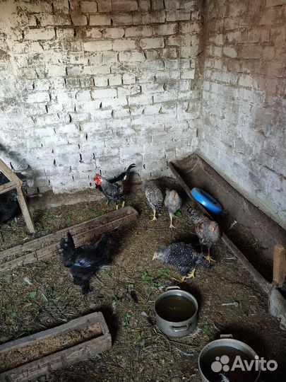 Куры молодки несушки