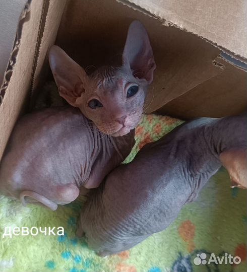 Канадский сфинкс Продам