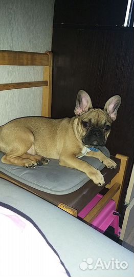 Французский бульдог