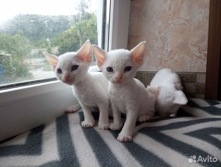 Девон-рекс котята
