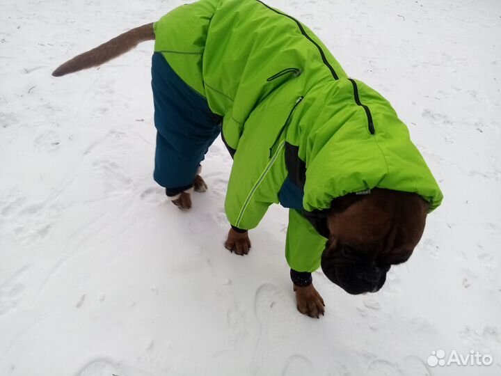 Одежда для собак