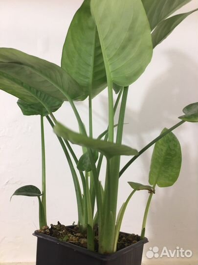 Шизматоглоттис