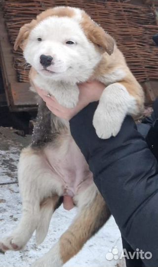 Щенята в добрые руки