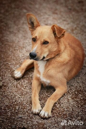 Собака Роб в добрые руки