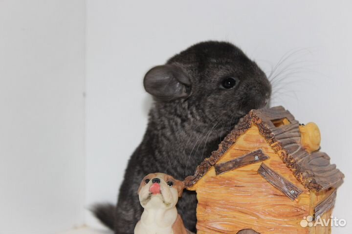 Шиншилла малыши мальчики и девочки