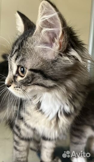 Спасите Катрин