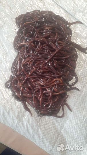 Коконы червя Чёрный принц