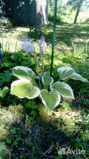 Многолетние растения Хоста