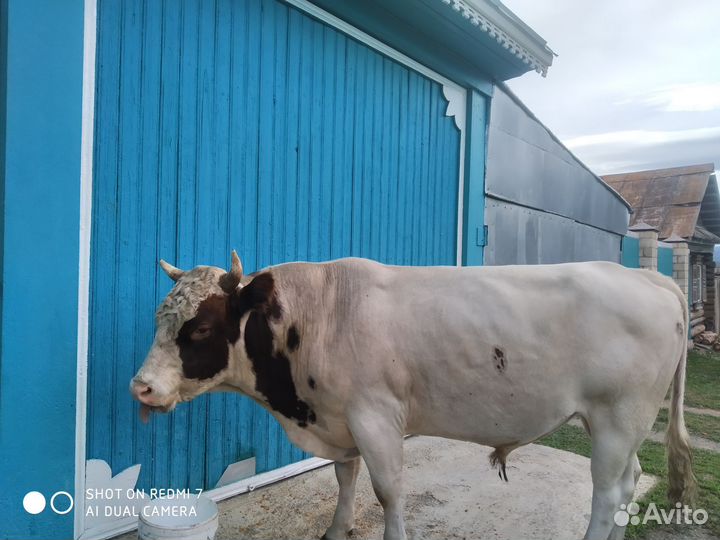 Быки и коровы