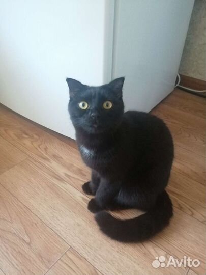 Кошка в дар