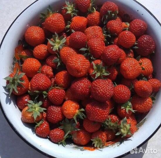 Клубника кусты