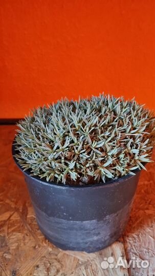 Гвоздика многолетняя, астра альпийская