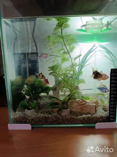Аквариум
