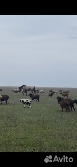 Курдючные бараны овцы