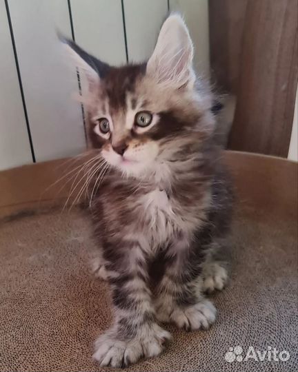 Мейнкун маличик полидакт 77х77