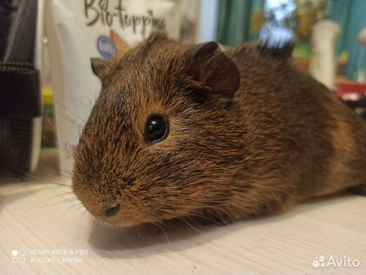 Морская свинка мальчики - Рожденные в Рождество