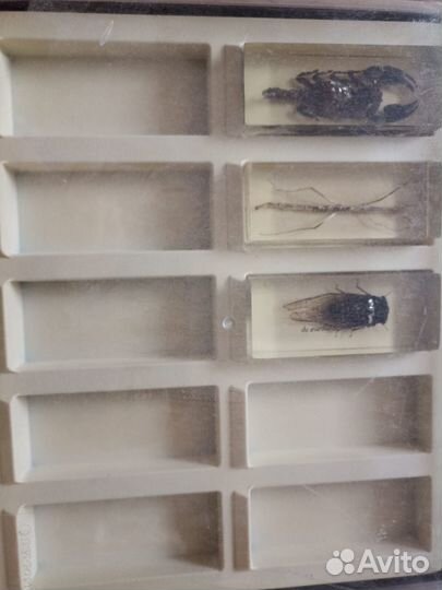 Журнал Настоящие Насекомые и их знакомые