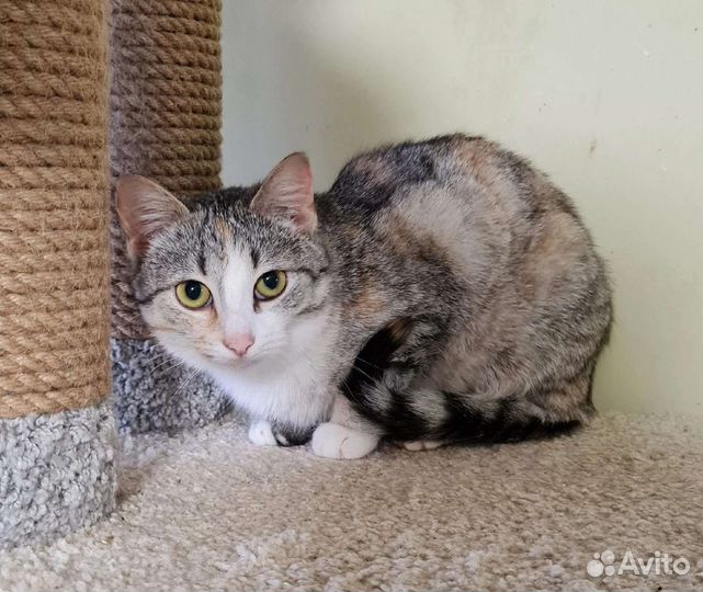 Кошка в дар бесплатно