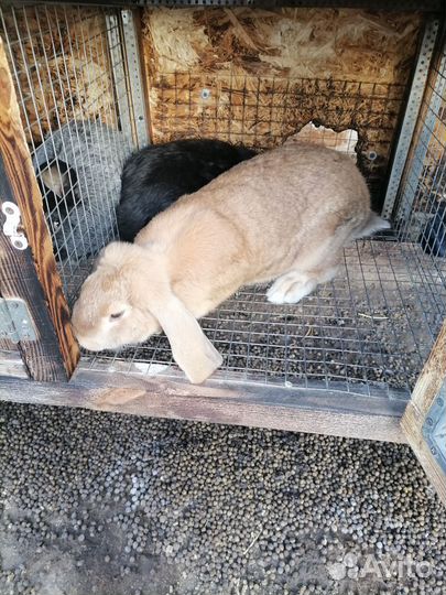 Кролики породы французский баран