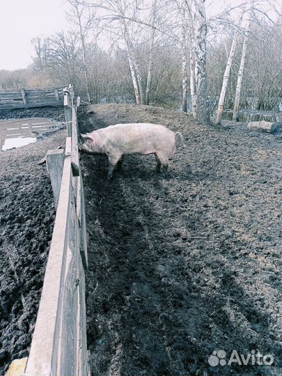 Хряк на племя