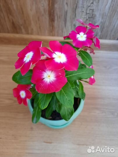 Катарантус