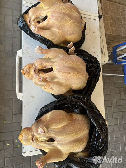 Индюшка домашняя мясо