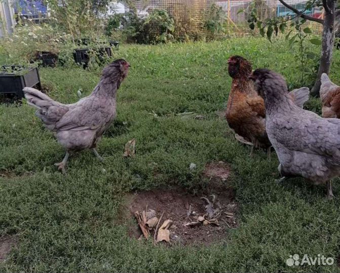 Инкубационное яйцо кур Араукана и Амераукан Легбар