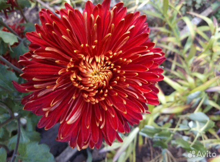 Корейские зимующие хризантемы