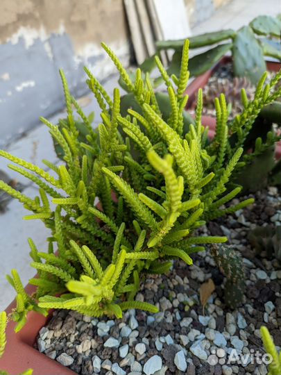 Крассула плауновидная