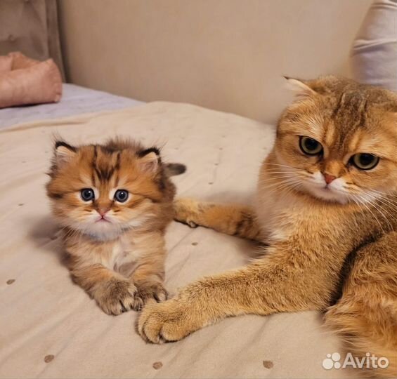 Кошечка и котик