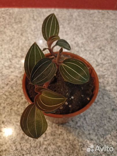 Красиво цветущее